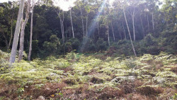 Foto Fazenda venda . Ref TE0267