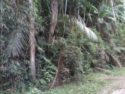Foto Fazenda venda . Ref TE0243